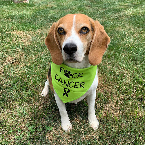 printed bandanas