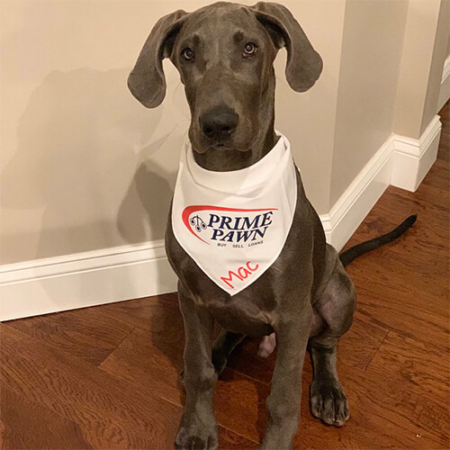 personalized dog bandanas